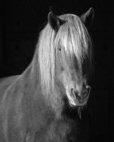 Horses