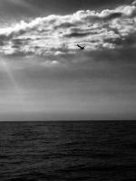 ©2003-2025 Molinoff Photography, LLC  All Rights Reserved