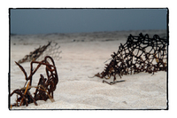 ©2003-2025 Molinoff Photography, LLC  All Rights Reserved